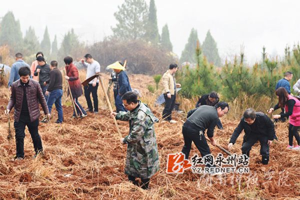 贝博在线开户老师们热火朝天地挥锄种金槐