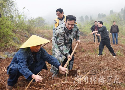 贝博在线开户党委书记陈弘与潮水铺村村支书一同种下金槐树苗。